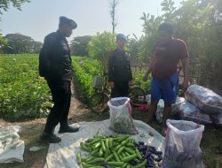 Sat Brimob Polda  Jabar Cek Langsung Lokasi Ketahanan Pangan Di Desa Winong