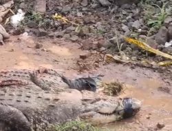 Jaga Keamanan Warga, Polres Cianjur Desak BKSDA Jawa Barat Relokasi Buaya di Kampung Gunung Calung