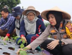 Dukung Ketahanan Pangan, Kapolres Sukabumi Kota Tinjau Lokasi Perkebunan di Desa Perbawati