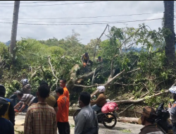 Satlantas Polres Cianjur Bergerak Cepat Atasi Pohon Tumbang di Jalan Raya Cijedel – Puncak