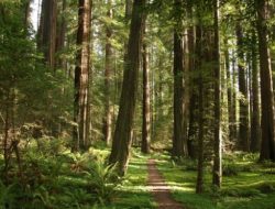 Tim Prabu Lodaya Presisi Polrestabes Bandung Selamatkan Perempuan yang Ditinggal di Hutan Palintang