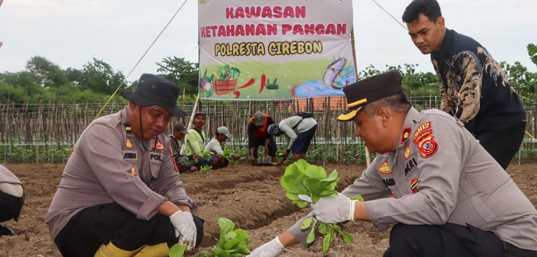 Polresta Cirebon Tanam Sawi Jebung, Wujudkan Ketahanan Pangan di Desa Megu Gede