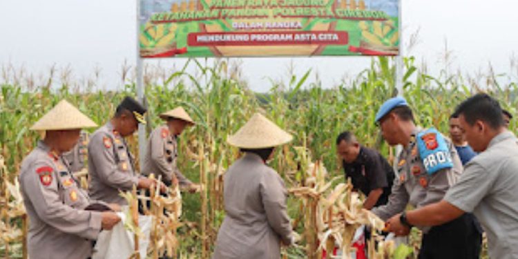 Polresta Cirebon Sukses Panen Raya Jagung, Dukung Program Asta Cita