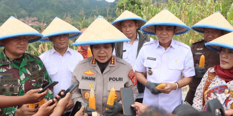 Polresta Cirebon Panen Raya Jagung: Kolaborasi untuk Ketahanan Pangan Nasional