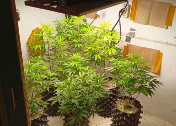 Polrestabes Bandung Gerebek Rumah Warga, Temukan Budi Daya Ganja