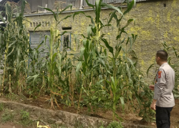 Bhabinkamtibmas Polsek Sukra Pantau Pertumbuhan Jagung di Pekarangan Warga, Dukung Ketahanan Pangan