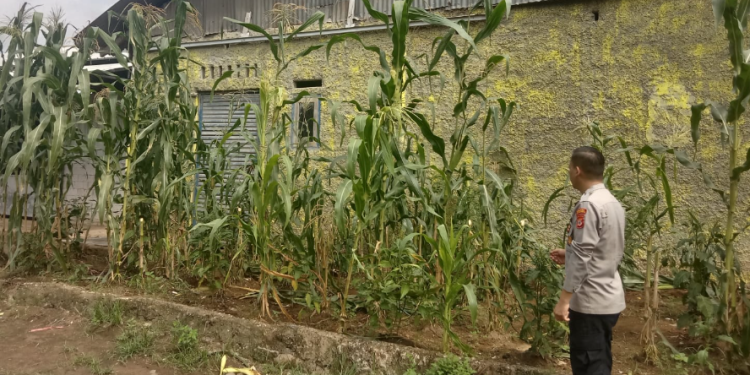 Bhabinkamtibmas Polsek Sukra Pantau Pertumbuhan Jagung di Pekarangan Warga, Dukung Ketahanan Pangan