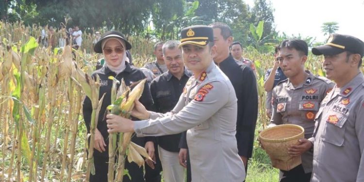 Polres Garut Gelar Panen Raya Jagung, Wujud Sinergi Ketahanan Pangan