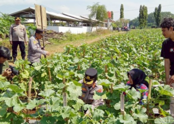 Polresta Cirebon Dukung Ekonomi Lokal Desa Ciawijapura, Salurkan Bantuan Budidaya Ikan Nila
