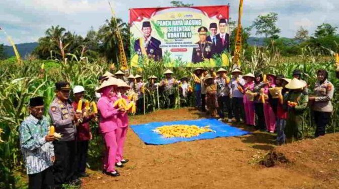 Polres Tasikmalaya Panen Raya Jagung, Wujud Sinergi Dengan Petani Dukung Ketahanan Pangan Nasional