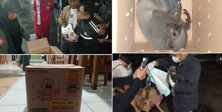 Polisi Tasikmalaya Kota Gagalkan Perdagangan Ilegal Dua Ekor Owa Jawa