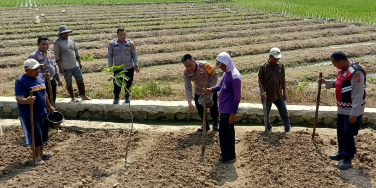 Polsek Losarang Indramayu Dukung Swasembada Pangan, Tanam Jagung di Lahan Baku Sawah