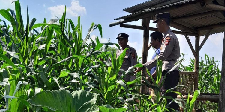 Polres Ciamis Kawal Ketahanan Pangan, Monitoring Lahan Jagung untuk Kesejahteraan Petani!