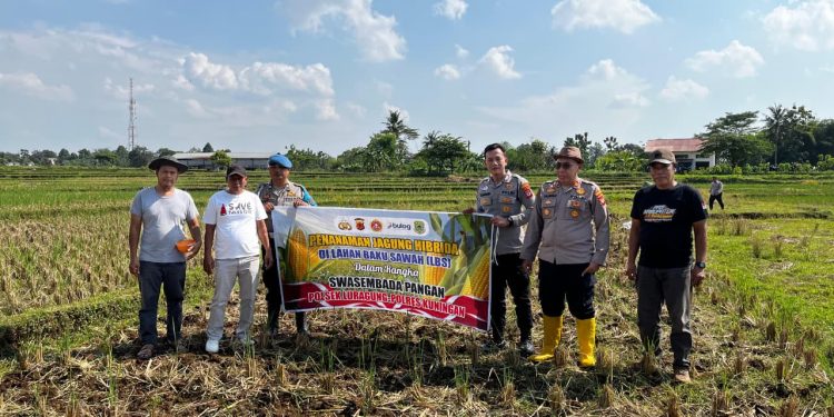 Polsek Luragung Kuningan Dukung Ketahanan Pangan, Gandeng Petani Tanam Jagung Hibrida di Lahan Baku Sawah