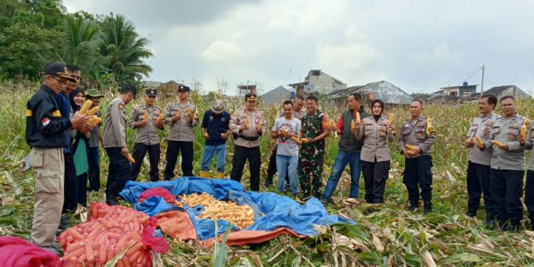 Polres Ciamis Kawal Panen Jagung, Sukses Tingkatkan Ketahanan Pangan di Desa Imbanagara