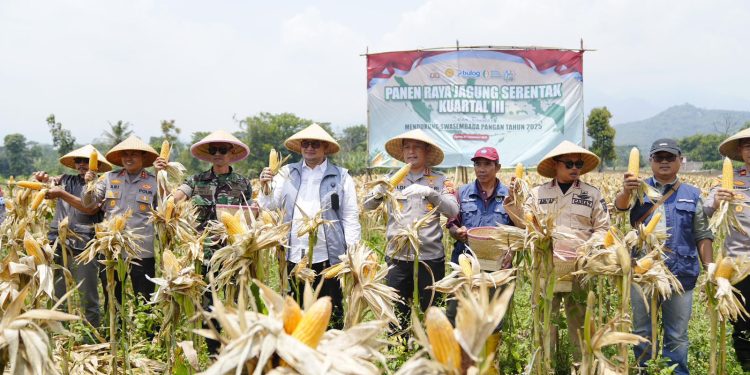 Polresta Bandung Gencarkan Panen Raya Jagung, Edukasi Petani Tingkatkan Kualitas dan Jual ke Bulog untuk Keuntungan Maksimal