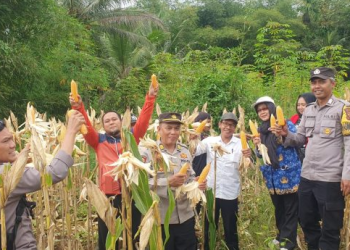 Polres Ciamis Wujudkan Swasembada Pangan, Panen Jagung Bersama Petani di Desa Petirhilir