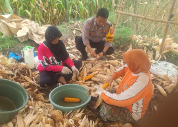 Polsek Majalengka Kota Dampingi Panen Jagung, Dukung Swasembada Pangan 2025