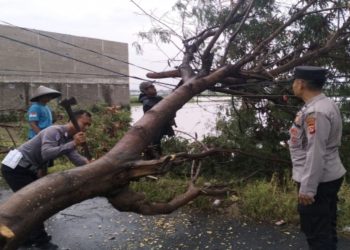 Respon Cepat Polresta Bandung Tangani Pohon Tumbang di Jalan Gorodog