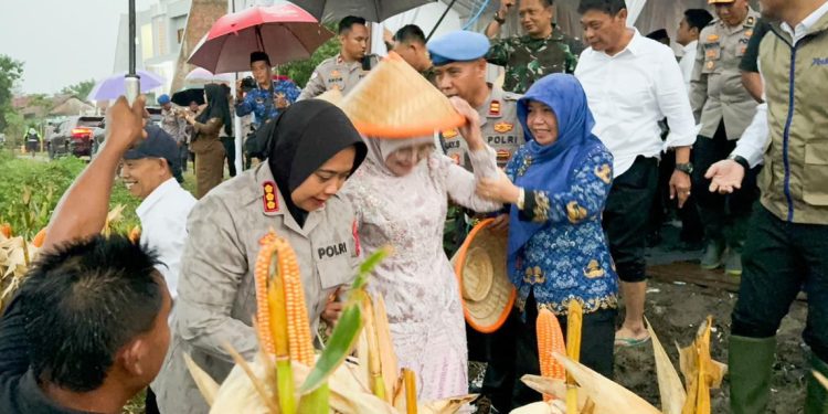 Polresta Cirebon Sukses Panen Jagung, Dukung Swasembada Pangan Nasional dengan Hasil Fantastis