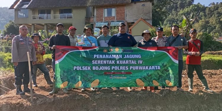 Dukung Ketahanan Pangan Nasional, Kapolsek Bojong Pimpin Penanaman Jagung Hibrida di Purwakarta