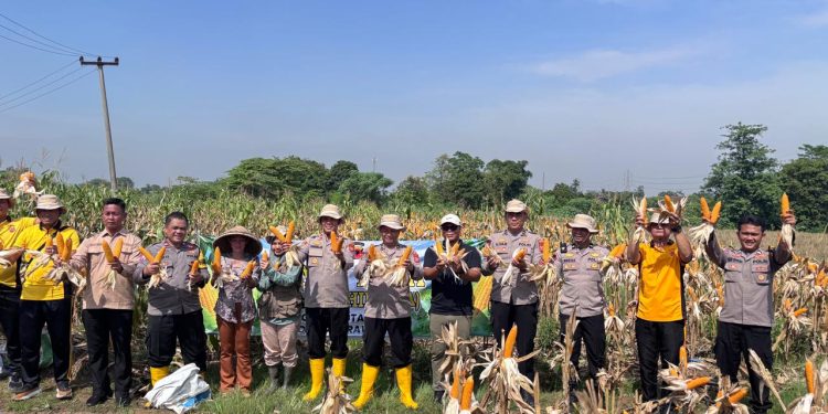 Panen Raya Jagung Hibrida di Karawang, Polsek Kotabaru Perkuat Sinergi Swasembada Pangan