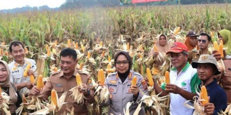 Dukung Swasembada Pangan, Polresta Cirebon Sukses Panen Jagung di Tegalkarang