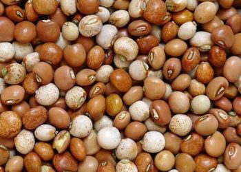 Mengenal Kacang Gude: Superfood Lokal yang Kaya Protein dan Rahasia Jantung Sehat
