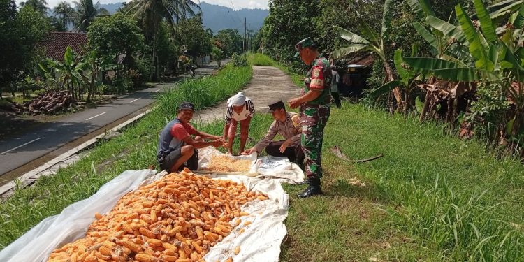 Polres Banjar Dukung Ketahanan Pangan, Bhabinkamtibmas Pantau Panen Jagung di Desa Batulawang