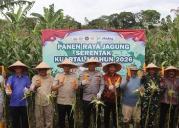 Polres Sukabumi Dukung Swasembada Pangan Nasional Melalui Panen Raya Jagung Kuartal IV
