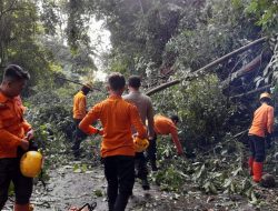 Jalan Tertutup Pohon Tumbang, Anggota Polsek Cijambe Lakukan Pembersihan Jalur di Jalan Utama Desa Cijambe