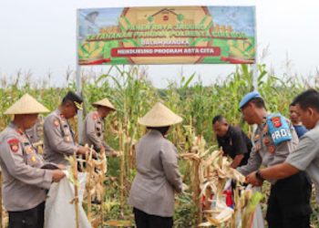 Polresta Cirebon Sukses Panen Raya Jagung, Dukung Program Asta Cita