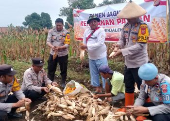 Polisi Panen Jagung, Dukung Ketahanan Pangan Majalengka: Sukses dan Harapan Masa Depan