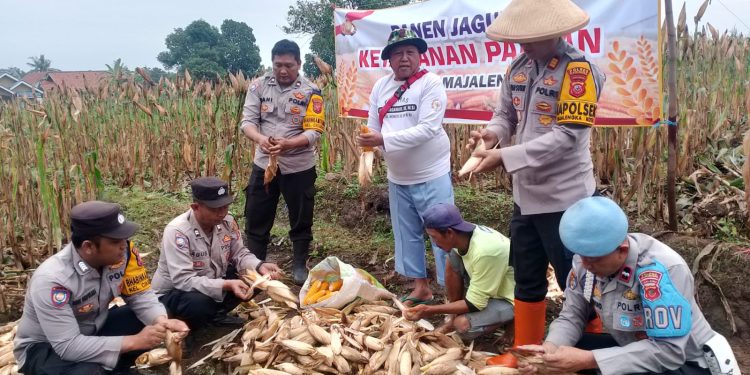 Polisi Panen Jagung, Dukung Ketahanan Pangan Majalengka: Sukses dan Harapan Masa Depan