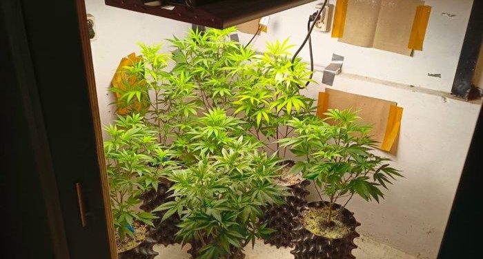 Polrestabes Bandung Gerebek Rumah Warga, Temukan Budi Daya Ganja