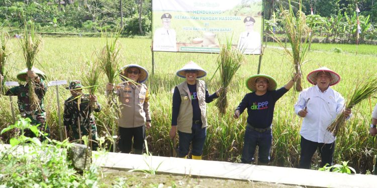 Polres Banjar Dukung Ketahanan Pangan Nasional, Hadiri Panen Raya Padi di Desa Sukamukti