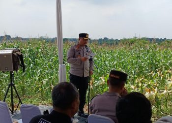 Kapolres Purwakarta Pimpin Panen Raya Jagung, Dukung Ketahanan Pangan Nasional