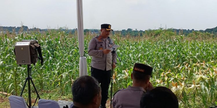 Kapolres Purwakarta Pimpin Panen Raya Jagung, Dukung Ketahanan Pangan Nasional