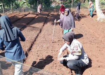 Polisi Ciamis Tanam Kacang Manis, Dukung Ketahanan Pangan Nasional
