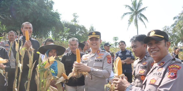 Polres Garut Gelar Panen Raya Jagung, Tunjukkan Sinergi dan Dukungan Ketahanan Pangan