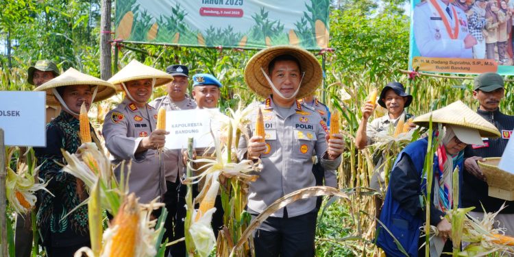 Polresta Bandung Dukung Penuh Panen Raya Jagung, Jaga Ketahanan Pangan Nasional