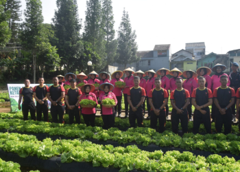 Satbrimob Polda Jabar Panen Raya Selada Keriting, Wujud Sinergi dan Dukungan Ketahanan Pangan