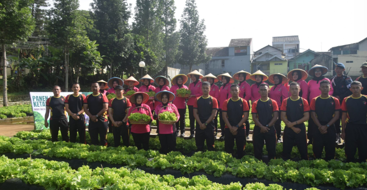 Satbrimob Polda Jabar Panen Raya Selada Keriting, Wujud Sinergi dan Dukungan Ketahanan Pangan