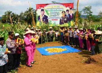 Polres Tasikmalaya Panen Raya Jagung, Wujud Sinergi Dengan Petani Dukung Ketahanan Pangan Nasional