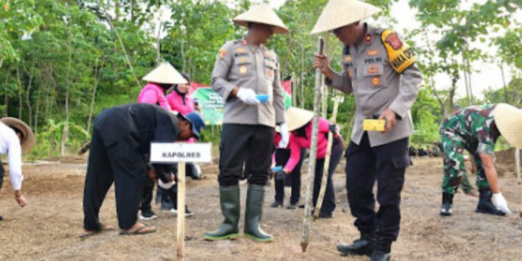 Polres Pangandaran dan Petani Kolaborasi Tanam Jagung, Dukung Ketahanan Pangan