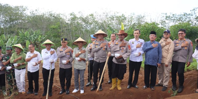 Polres Ciamis Tanam Harapan: Penanaman Jagung Serentak di Pamarican Wujudkan Ketahanan Pangan