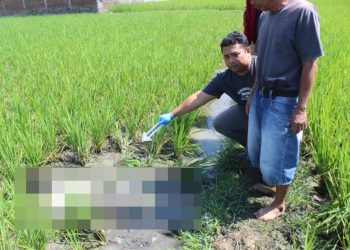 Polsek Banyuresmi Garut Tangani Kasus Penemuan Jenazah di Pematang Sawah