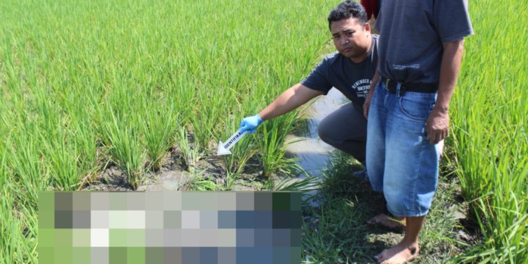 Polsek Banyuresmi Garut Tangani Kasus Penemuan Jenazah di Pematang Sawah