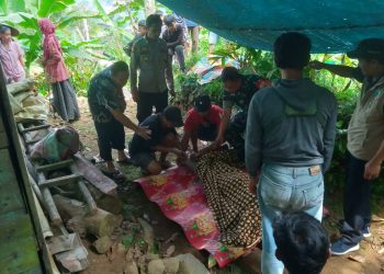 Petani Gula Aren Tewas Jatuh dari Pohon, Polisi Segera Lakukan Evakuasi