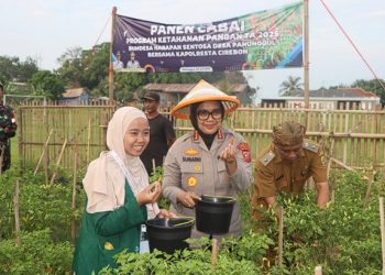 Panen Raya di Desa Panunggul Cirebon: Kapolresta Cirebon Pimpin Panen Cabai dan Lele, Tekankan Ketahanan Pangan dan Kamtibmas